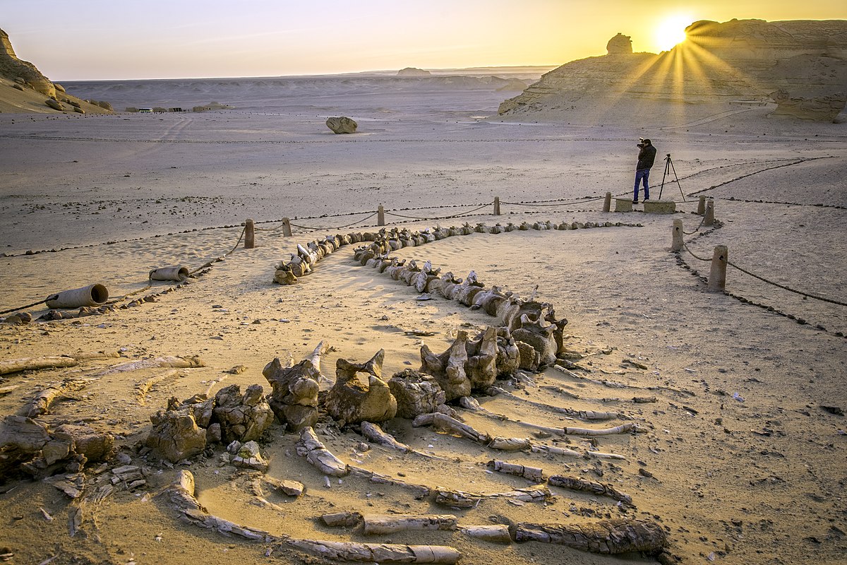fayoum camping inside the desert
